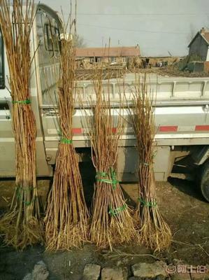 黄菠萝苗厂家推荐 宽城区永发苗木培育基地，占地苗与药材苗一站式供应