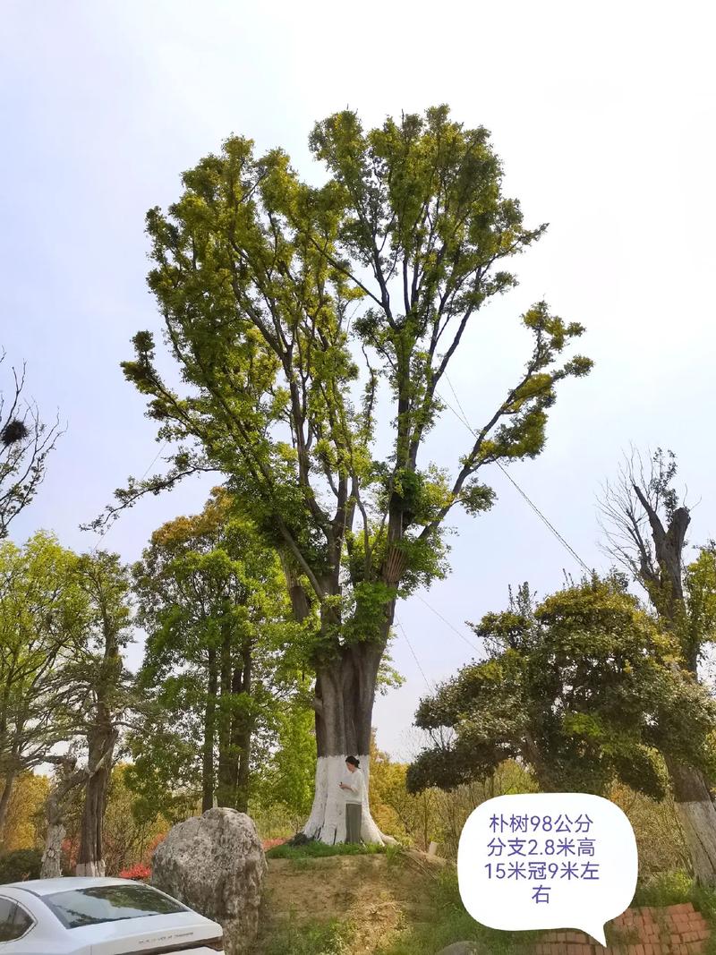 探秘大朴树基地 从苗圃到园林的绿色传承