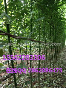 探寻济宁国槐基地精品苗木的商贸潜力——保国园林“量大从优”优势解析