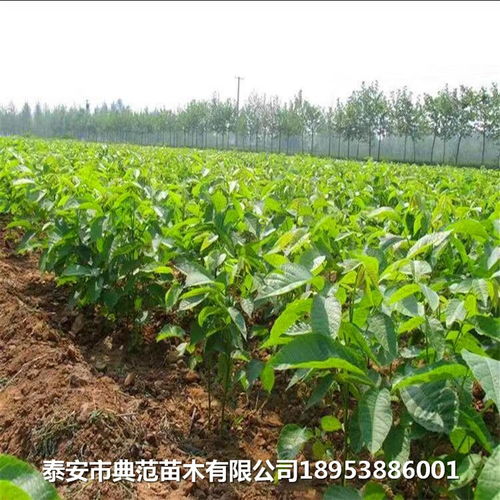 清香核桃树苗价格行情与最新苗木报价全解析